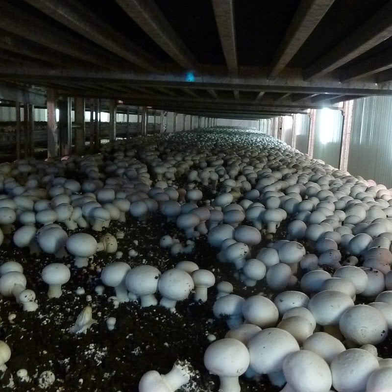 Gombatelep_parasitas